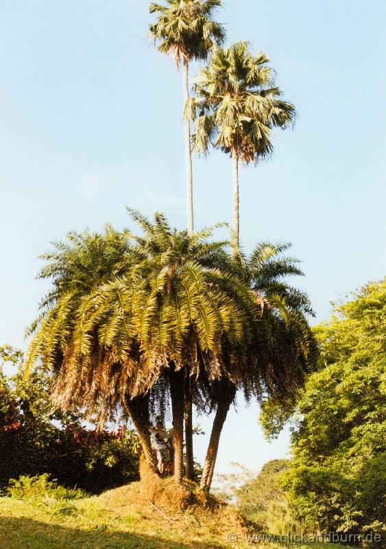 Botanischer Garten 4 